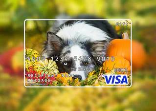 Visa gift card with a dog laying in pumpkins